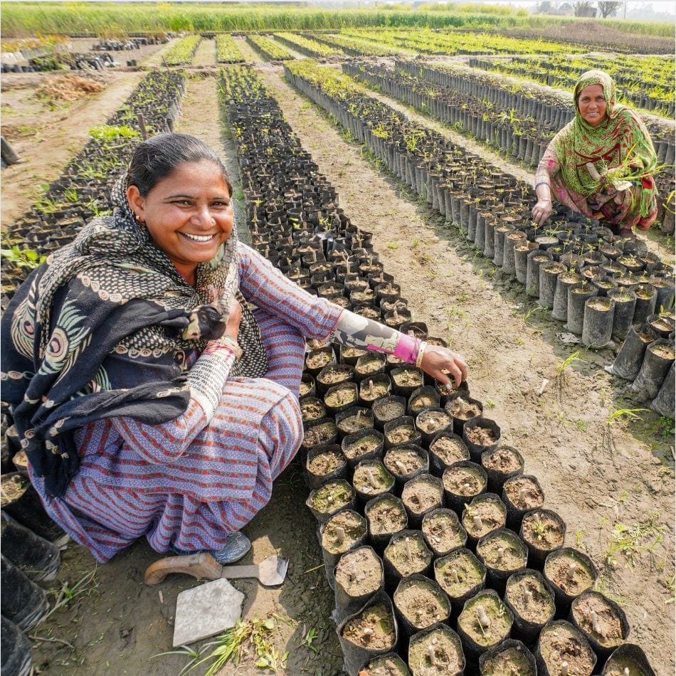 Women planting trees